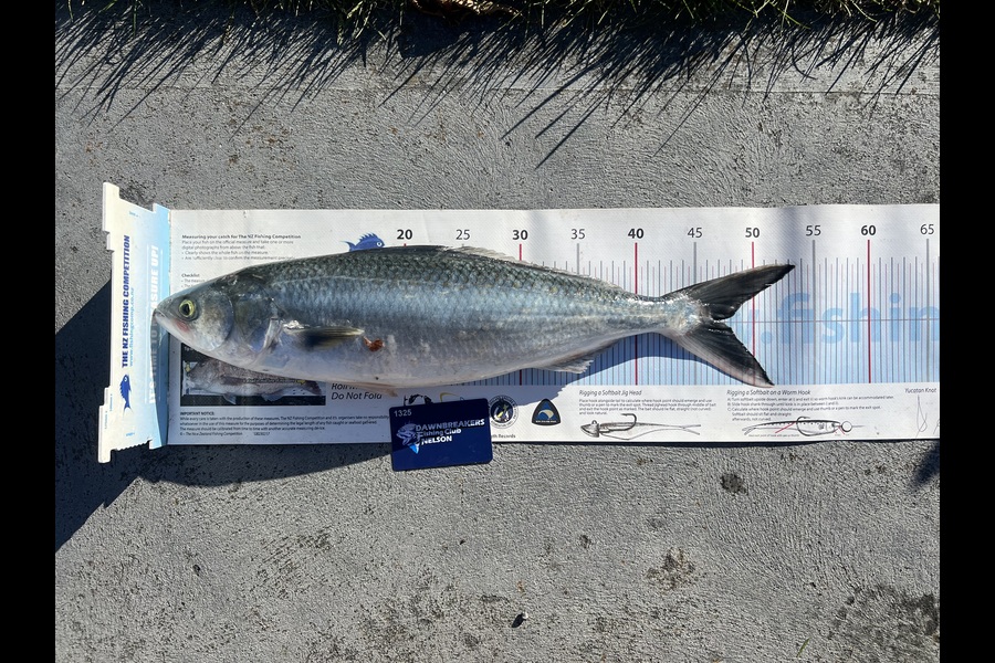 Shannon Scholes caught this 47.0cm Kahawai at Nelson/Marlborough during The Export NZ Fishing Competition