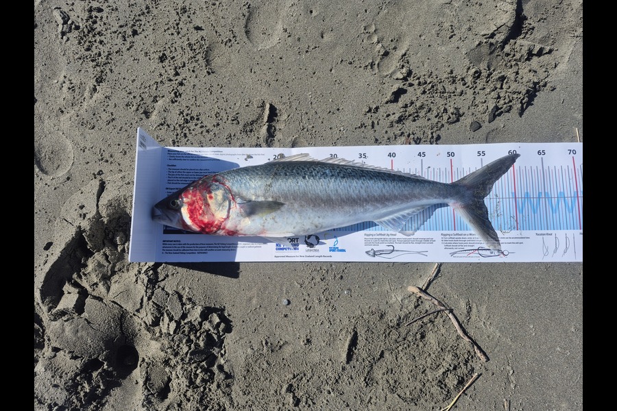 Harry Martin caught this 55.0cm Kahawai at Canterbury during The Export NZ Fishing Competition
