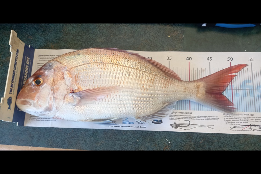 Michael Ranson caught this 47.5cm Snapper at Nelson/Marlborough during The Export NZ Fishing Competition