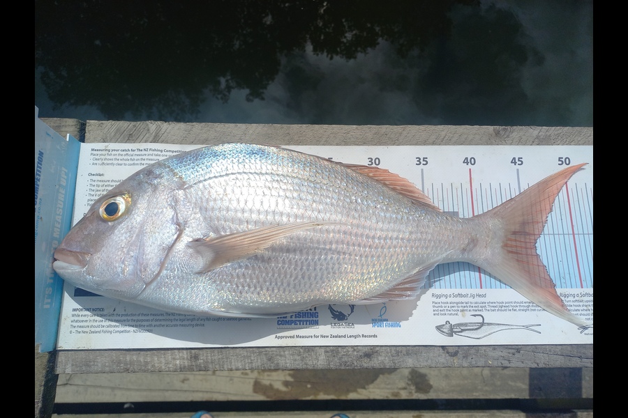 Kyle Richmond caught this 46.0cm Snapper at Auckland during The Export NZ Fishing Competition