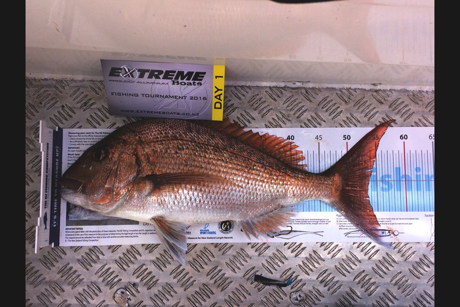 Paul Frost  caught this 53.0cm Snapper at Aldermans  during The Export NZ Fishing Competition