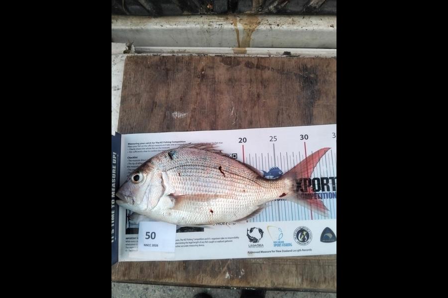 Anthony  Hewson caught this 30.0cm Snapper at Nelson/Marlborough during The Export NZ Fishing Competition