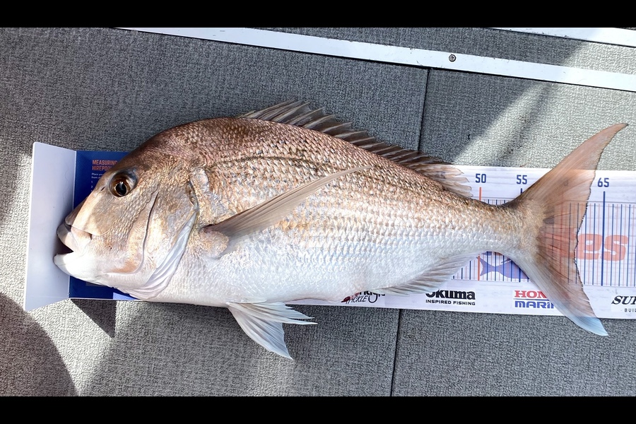 Benjamin  Crowle caught this 62.0cm Snapper at Auckland during The Export NZ Fishing Competition