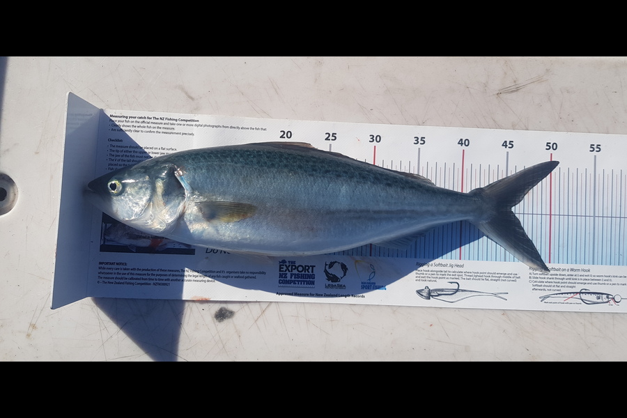 Brent Johnson caught this 45.5cm Kahawai at Nelson/Marlborough during The Export NZ Fishing Competition