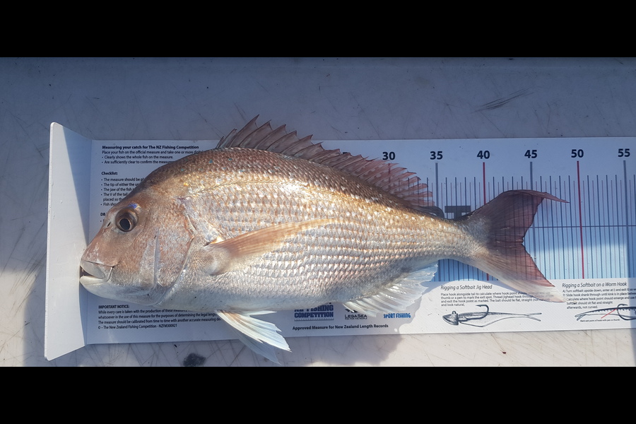 Brent Johnson caught this 43.5cm Snapper at Nelson/Marlborough during The Export NZ Fishing Competition