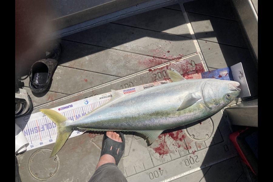 David Monagan caught this 100.5cm Kingfish at Hawkes Bay during The Export NZ Fishing Competition