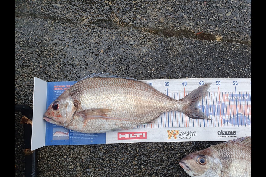 Dan Musson caught this 43.5cm Tarakihi at Wellington during The Export NZ Fishing Competition