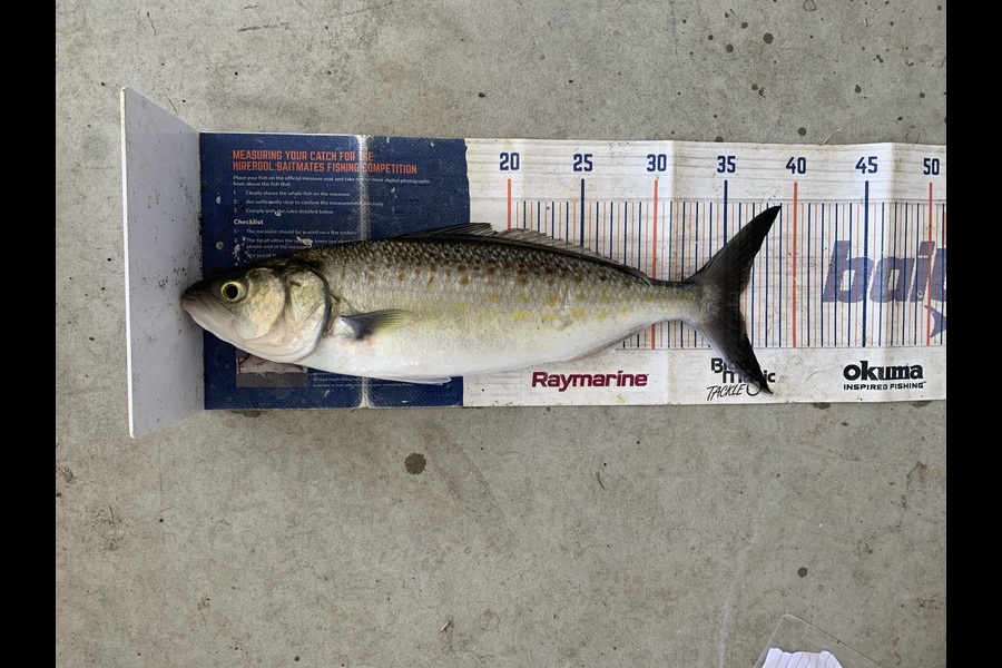 Mark Piskulic caught this 36.0cm Kahawai at Northland during The Export NZ Fishing Competition