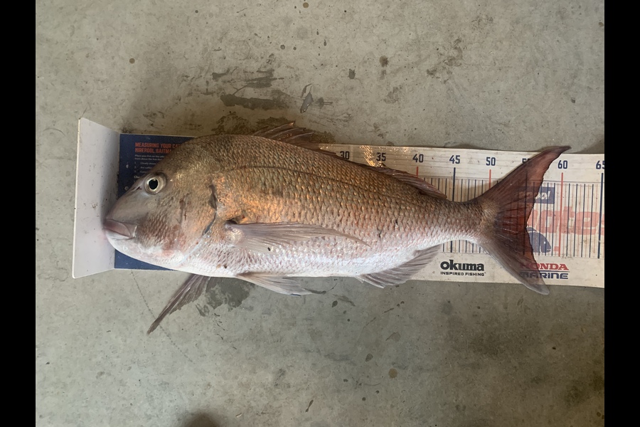 Mark Piskulic caught this 55.0cm Snapper at Northland during The Export NZ Fishing Competition