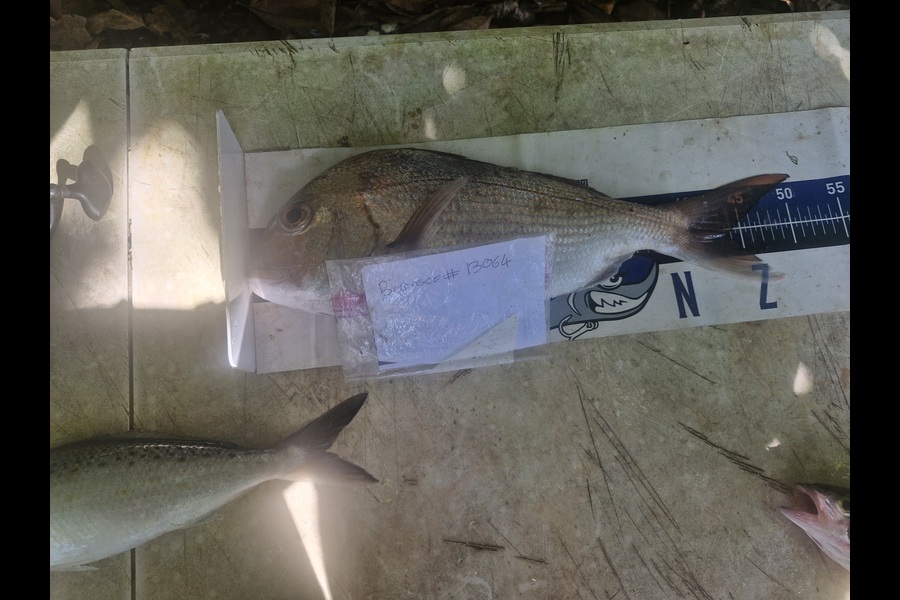 Craig Nelder caught this 43.5cm Snapper at Northland during The Export NZ Fishing Competition