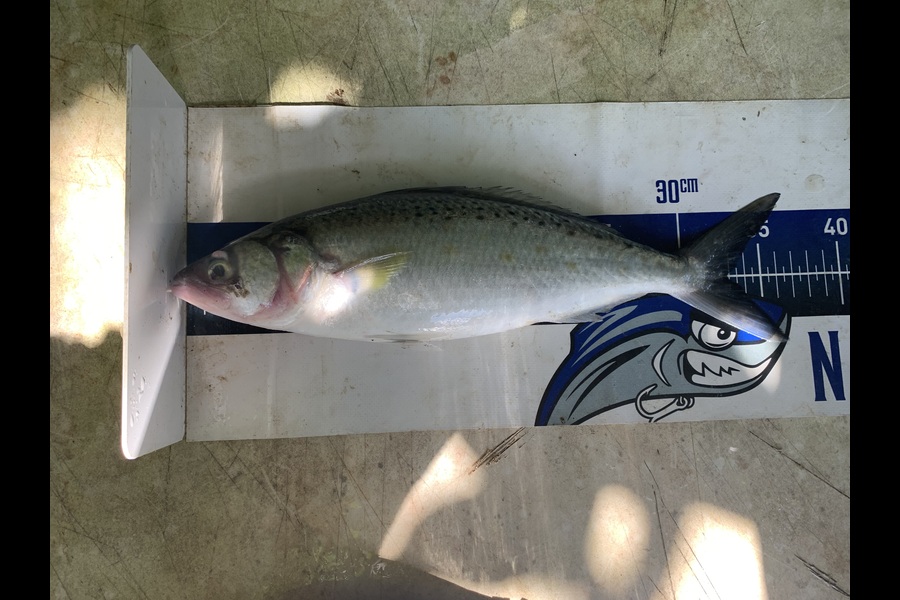 Rosie Phillips caught this 32.5cm Kahawai at Northland during The Export NZ Fishing Competition