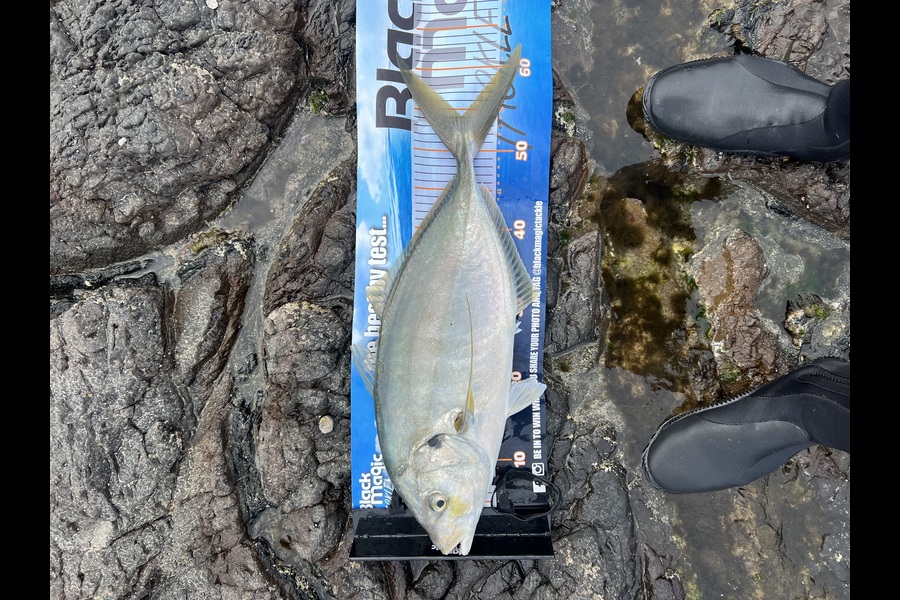 Kauri Oxborough  caught this 54.0cm Trevally at Northland during The Export NZ Fishing Competition