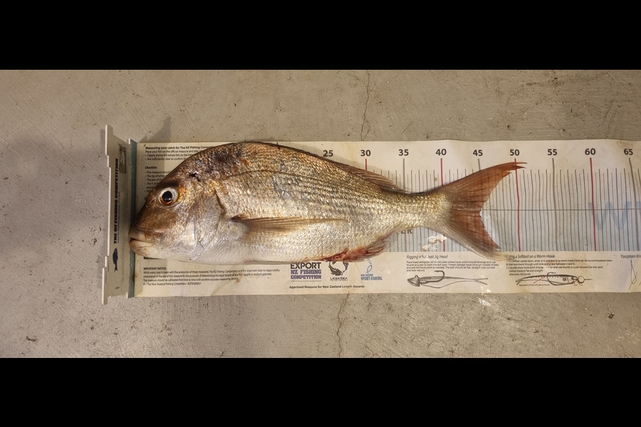 Nick Bulmer caught this 44.5cm Snapper at Coromandel during The Export NZ Fishing Competition