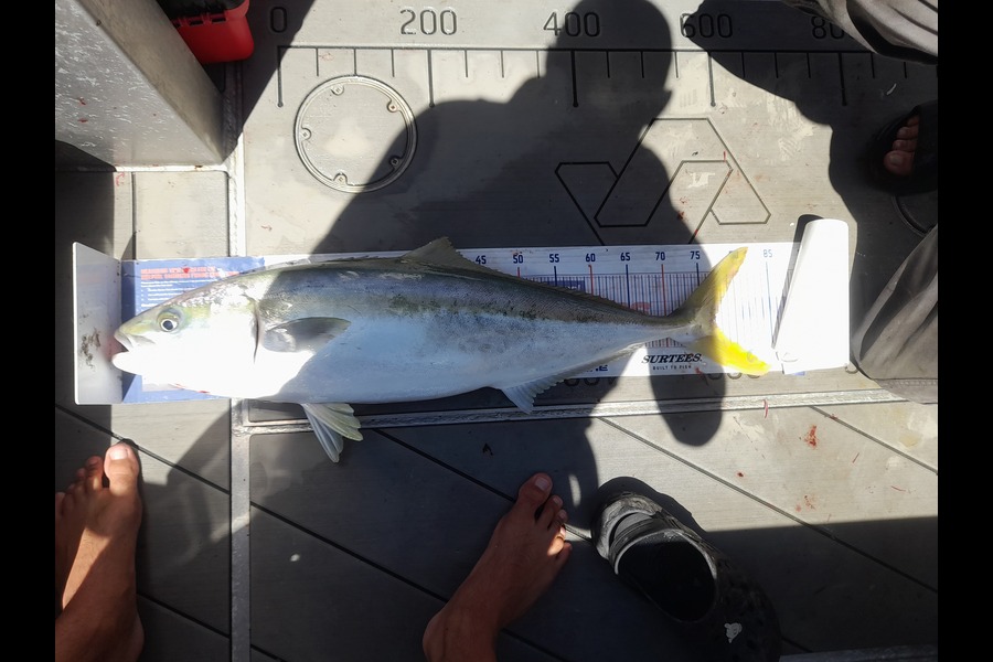 Nathan  Spurr caught this 76.0cm Kingfish at Hawkes Bay during The Export NZ Fishing Competition