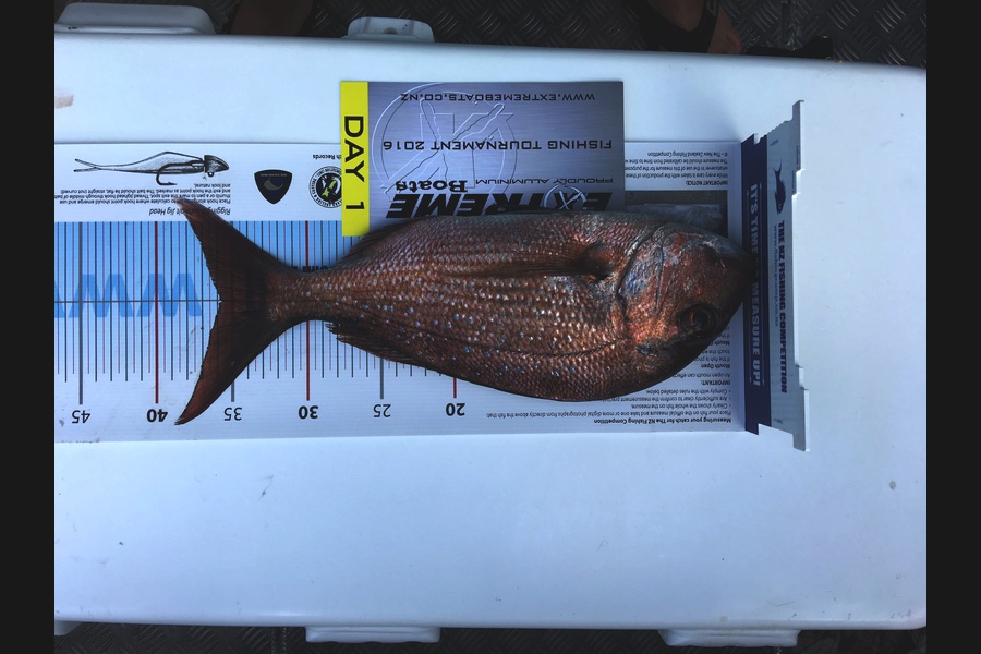 James Tempest caught this 35.5cm Snapper at Alderman Islands during The Export NZ Fishing Competition