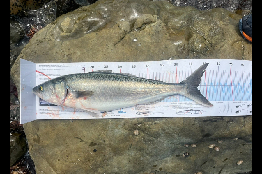 Calum McKenzie  caught this 56.0cm Kahawai at Canterbury during The Export NZ Fishing Competition