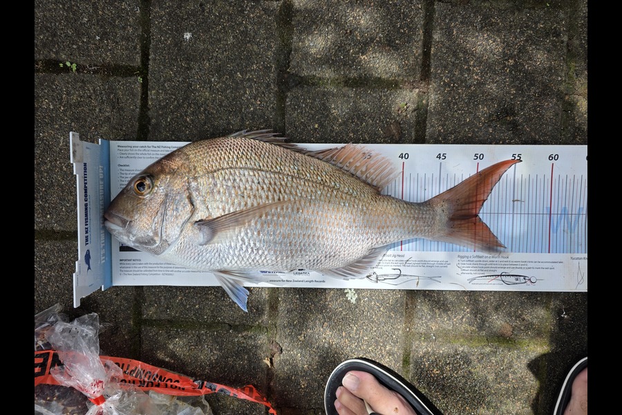 Scott Bassett caught this 50.0cm Snapper at Wellington during The Export NZ Fishing Competition