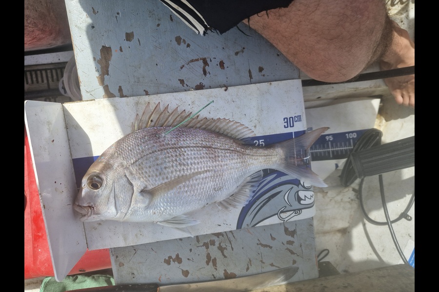 Craig Nelder caught this 30cm Snapper at Northland during The Export NZ Fishing Competition