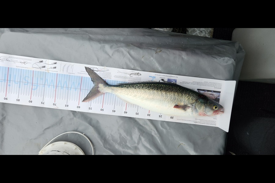 Warrick  Lowe caught this 54.5cm Kahawai at Canterbury during The Export NZ Fishing Competition