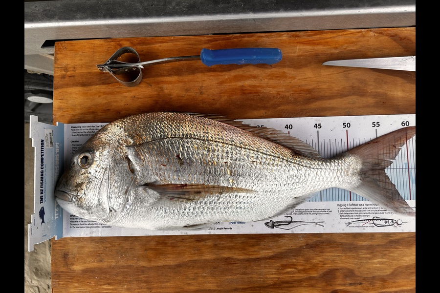 Michel Louws caught this 55.5cm Snapper at Northland during The Export NZ Fishing Competition