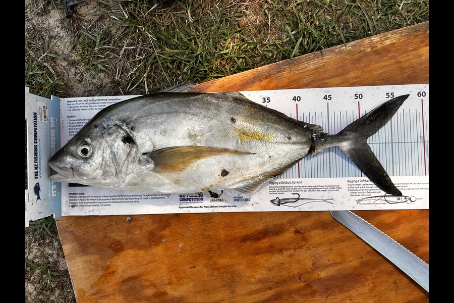 Michel Louws caught this 50.5cm Trevally at Northland during The Export NZ Fishing Competition