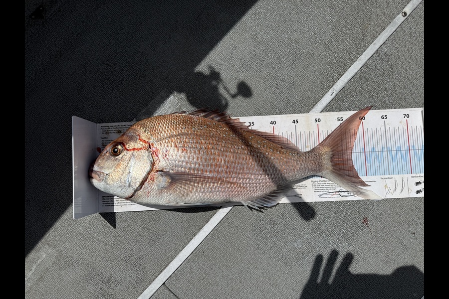 Andrew Baxter caught this 57.0cm Snapper at Nelson/Marlborough during The Export NZ Fishing Competition