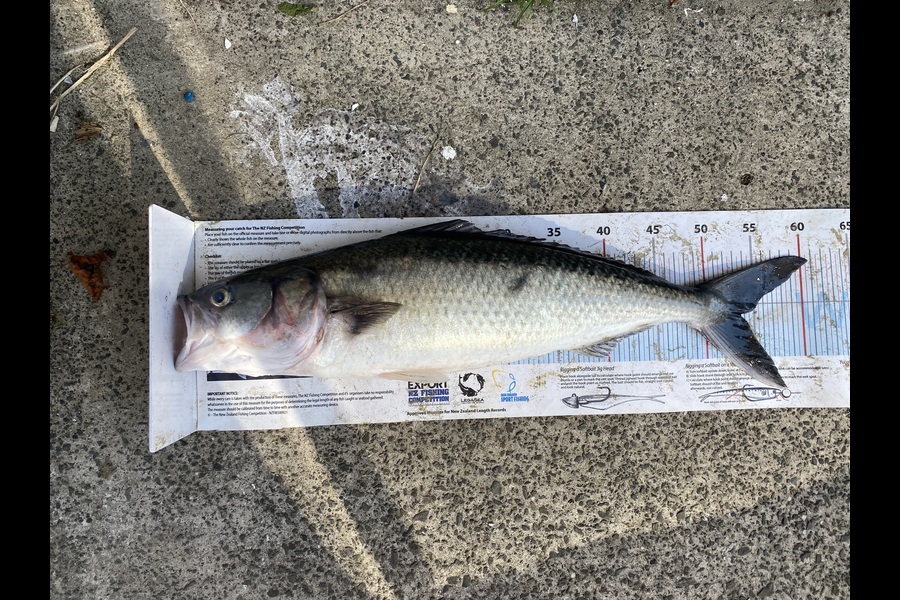Starlia O'callaghan caught this 53.5cm Kahawai at Northland during The Export NZ Fishing Competition
