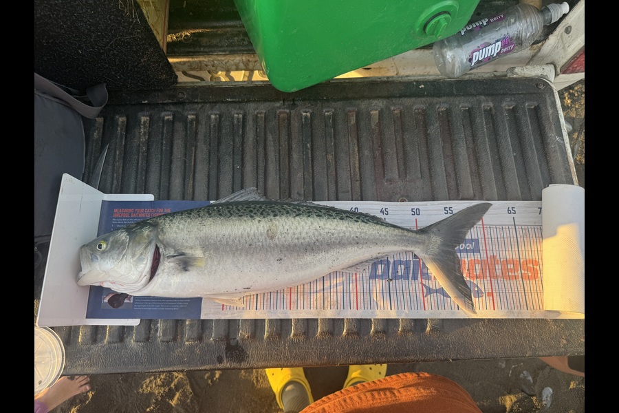 Taitea Love caught this 54.0cm Kahawai at Wairarapa
 during The Export NZ Fishing Competition