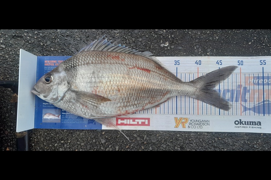 Leigh Page caught this 43.5cm Tarakihi at Wellington during The Export NZ Fishing Competition