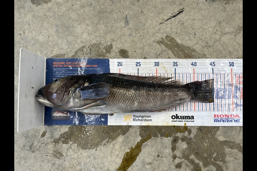 Roger Moore caught this 45.0cm Blue Cod at Wellington during The Export NZ Fishing Competition