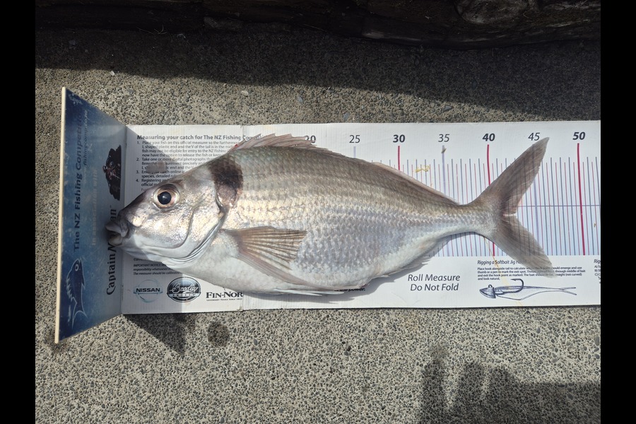 Craig Miller caught this 42.5cm Tarakihi at East Cape during The Export NZ Fishing Competition