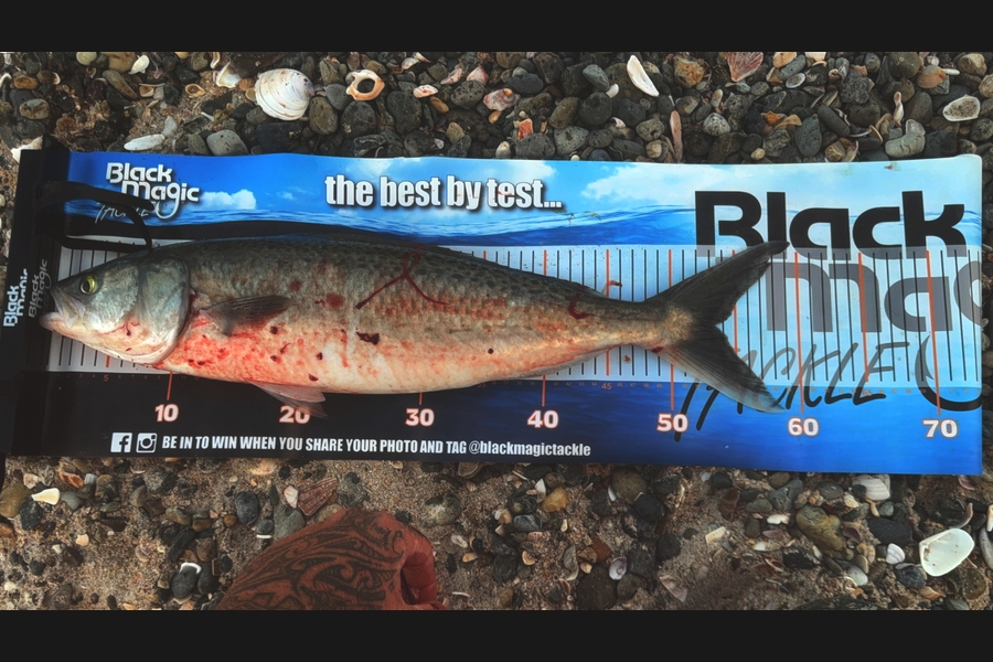 Conan Larkins caught this 53cm Kahawai at Northland during The Export NZ Fishing Competition