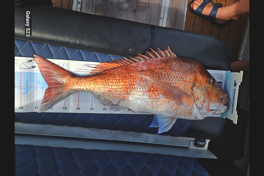 Joe Buhagiar caught this 71.0cm Snapper at Auckland during The Export NZ Fishing Competition
