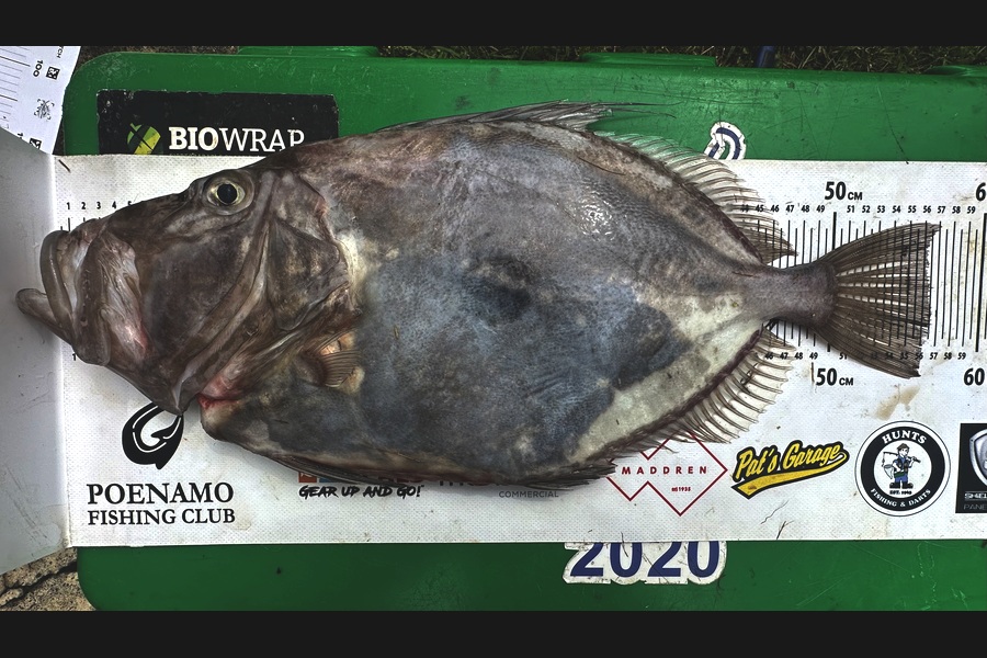 Samuel Connolly caught this 56cm John Dory at Auckland during The Export NZ Fishing Competition