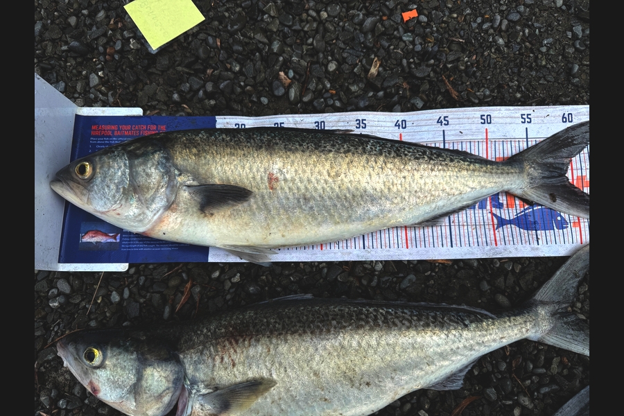 Leisa Williams caught this 59.0cm Kahawai at Canterbury during The Export NZ Fishing Competition