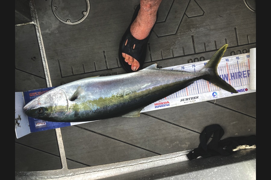 David Monagan caught this 85.0cm Kingfish at Hawkes Bay during The Export NZ Fishing Competition