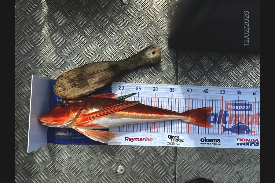 Scott Marriott caught this 45.5cm Gurnard at Wellington during The Export NZ Fishing Competition