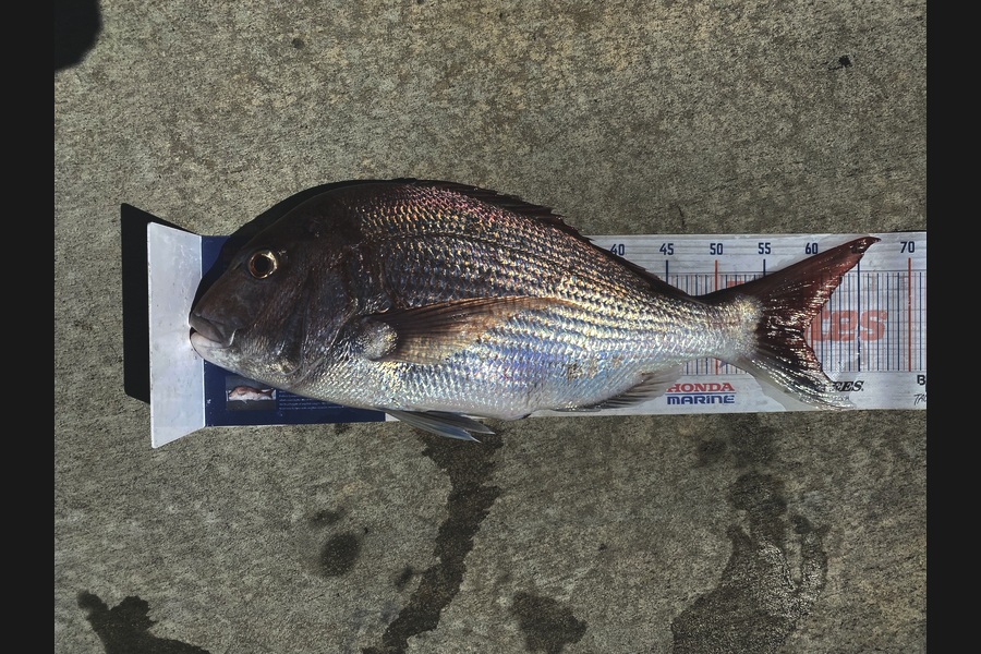 Steve Fraser caught this 58.5cm Snapper at Taranaki during The Export NZ Fishing Competition