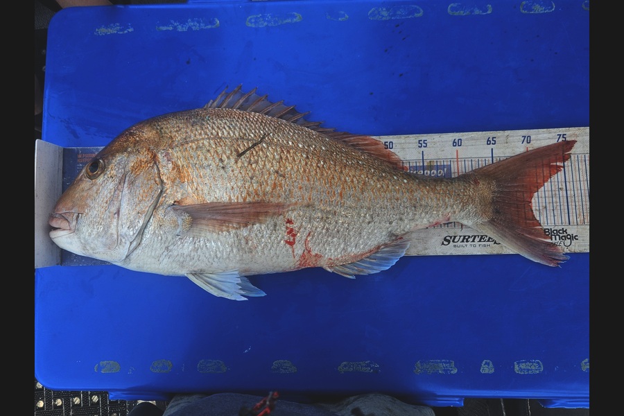David Kovacs caught this 70.0cm Snapper at Wellington during The Export NZ Fishing Competition