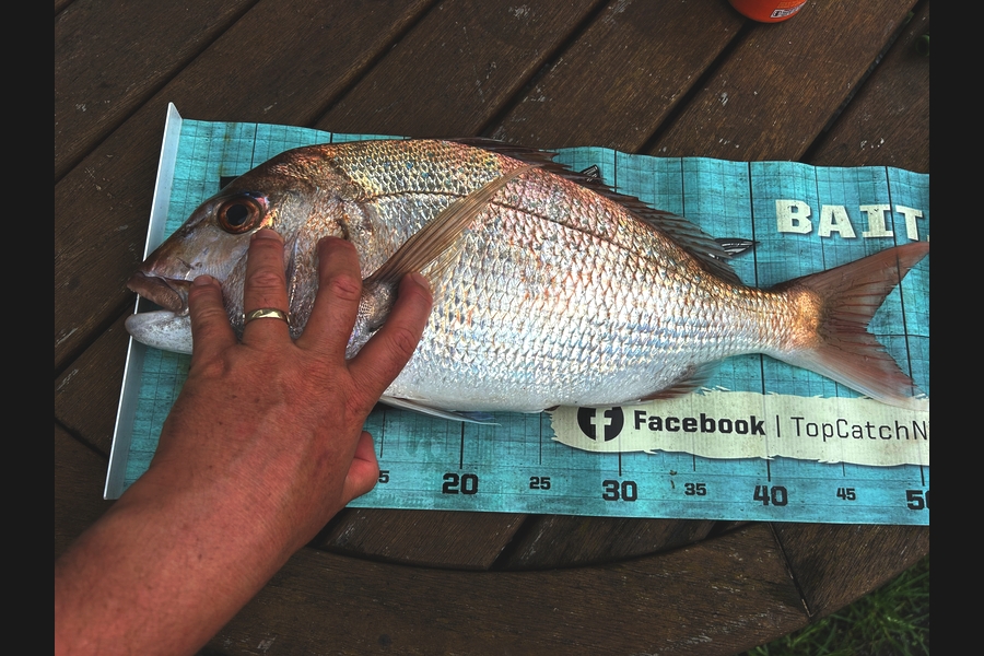 Greg Kendrick caught this 47.0cm Snapper at Bay of Plenty during The Export NZ Fishing Competition