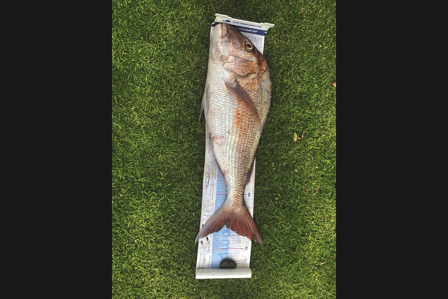 Shane MacRae caught this 70.5cm Snapper at Taranaki during The Export NZ Fishing Competition
