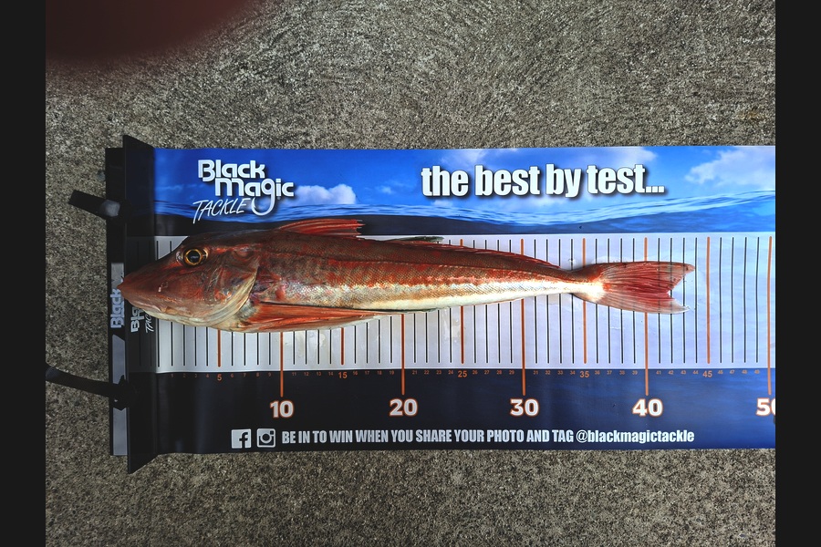 Brent Cameron caught this 41.5cm Gurnard at Nelson/Marlborough during The Export NZ Fishing Competition
