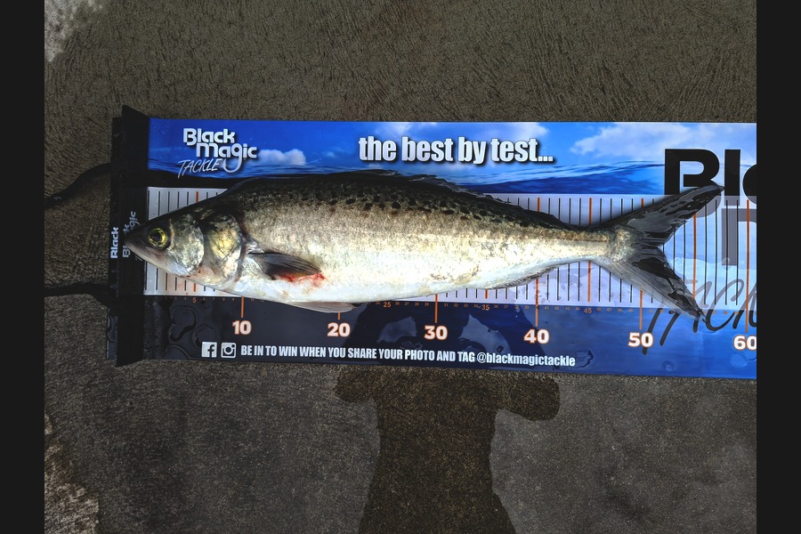 Brent Cameron caught this 51.5cm Kahawai at Nelson/Marlborough during The Export NZ Fishing Competition