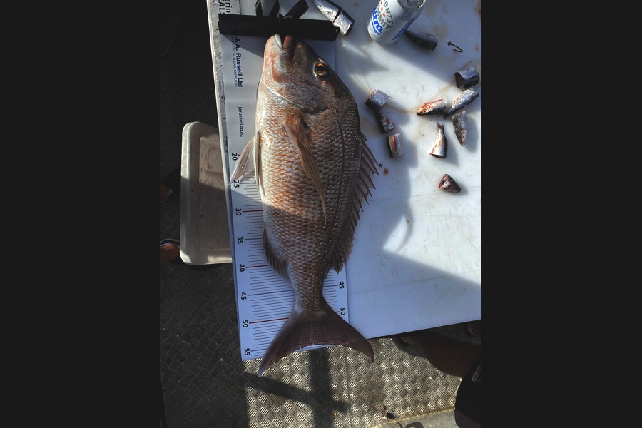 Derek Gold caught this 55.0cm Snapper at Auckland during The Export NZ Fishing Competition
