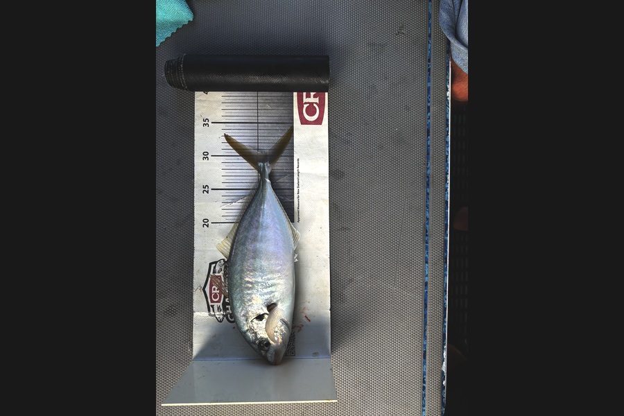Peter Haddad caught this 30.5cm Trevally at Auckland during The Export NZ Fishing Competition