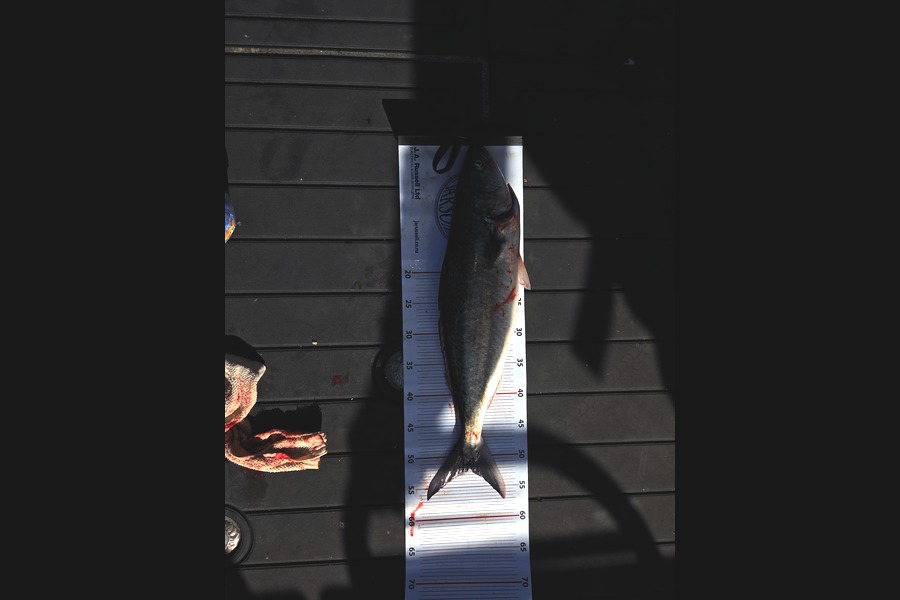 Kenny Freer caught this 52.0cm Kahawai at Bay of Plenty during The Export NZ Fishing Competition