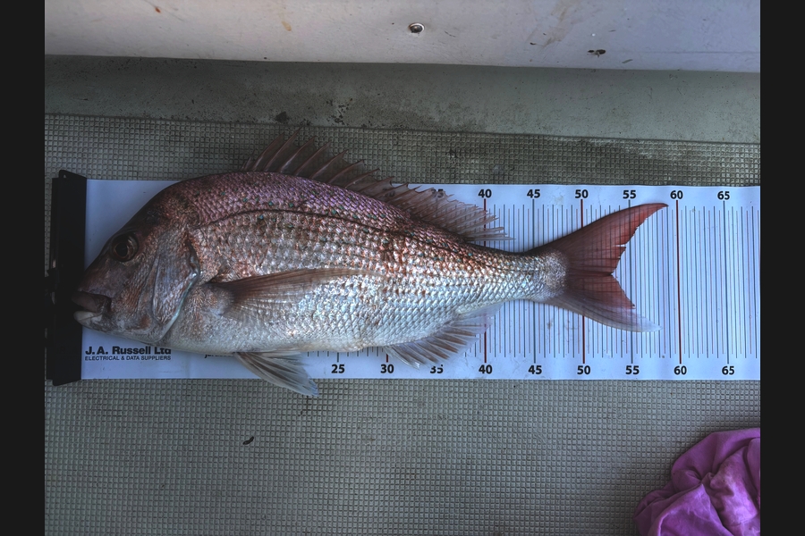 Ben Cant caught this 53.0cm Snapper at Bay of Plenty during The Export NZ Fishing Competition
