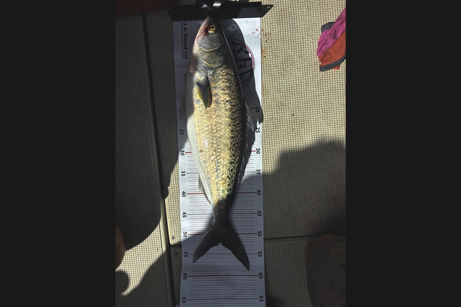 Ben Cant caught this 52.0cm Kahawai at Bay of Plenty during The Export NZ Fishing Competition