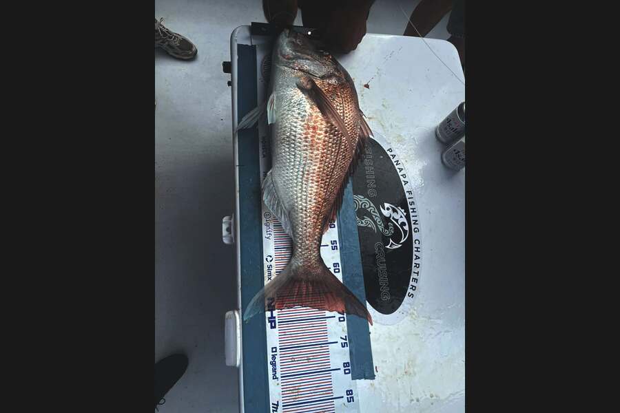 Josh Miller caught this 67.5cm Snapper at Auckland during The Export NZ Fishing Competition