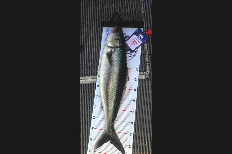 Stephen Rolfe caught this 54.0cm Kahawai at Bay of Plenty during The Export NZ Fishing Competition